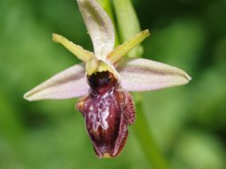 Ophrys_valdeonensis_Cordianes_Picos_de_Europa_2-min